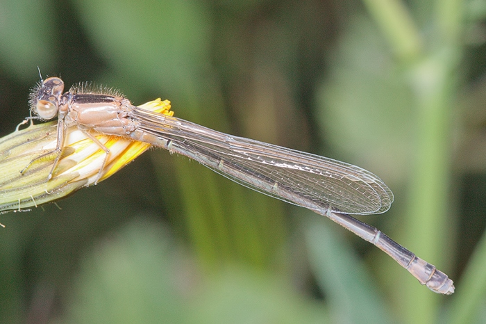 First of the season:  Ischnura genei